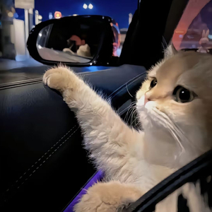 看看靠逼的毛片贷款容易
